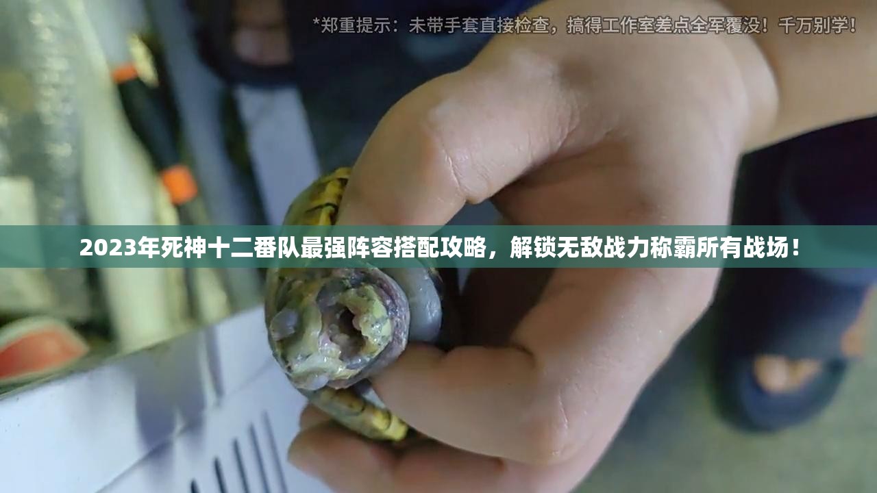 2023年死神十二番隊最強(qiáng)陣容搭配攻略，解鎖無敵戰(zhàn)力稱霸所有戰(zhàn)場！