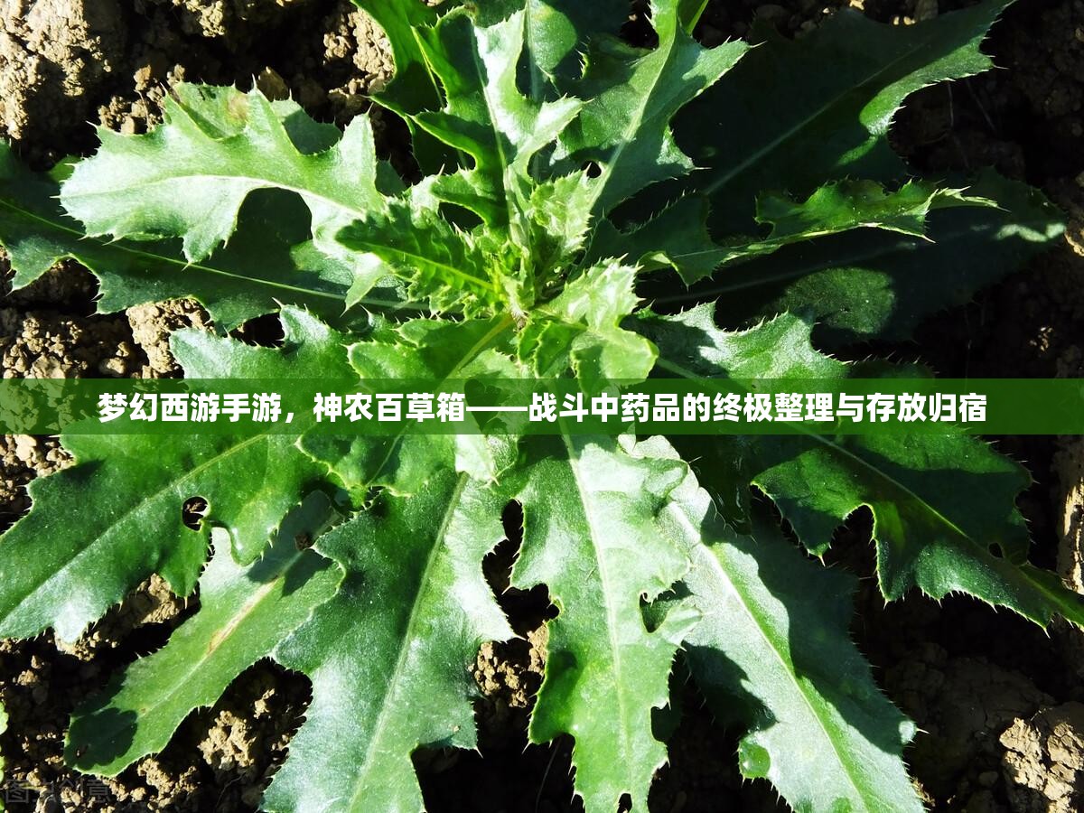 夢幻西游手游，神農(nóng)百草箱——戰(zhàn)斗中藥品的終極整理與存放歸宿