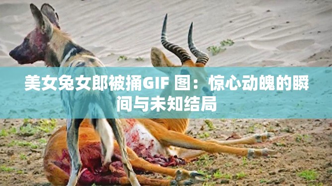 美女兔女郎被捅GIF 圖：驚心動魄的瞬間與未知結局