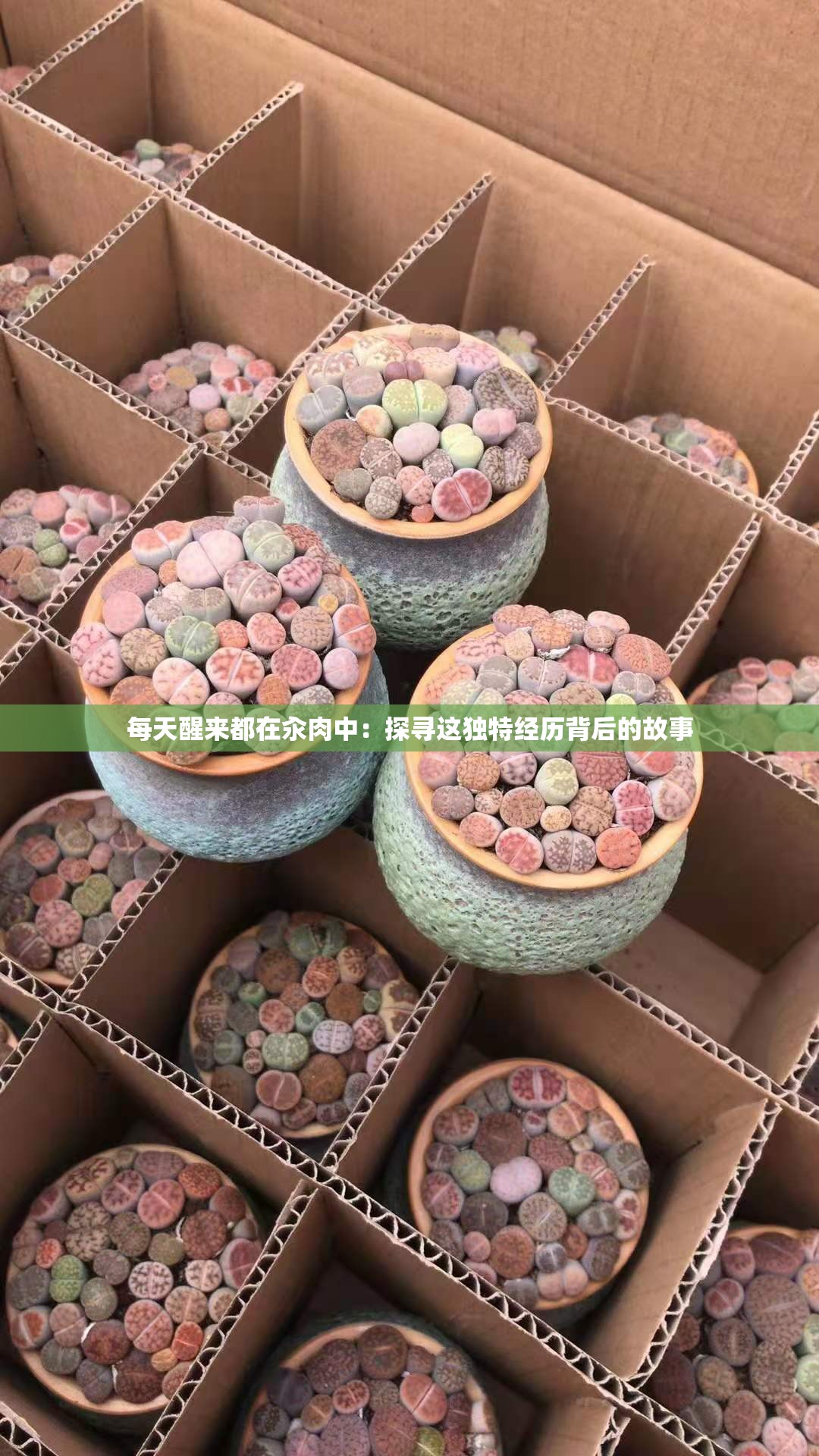 每天醒來都在汆肉中：探尋這獨(dú)特經(jīng)歷背后的故事
