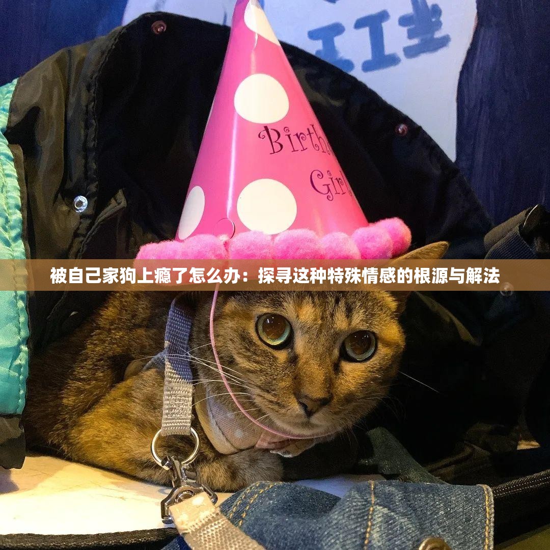 被自己家狗上癮了怎么辦：探尋這種特殊情感的根源與解法
