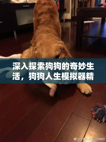 深入探索狗狗的奇妙生活，狗狗人生模擬器精彩截圖全面大揭秘