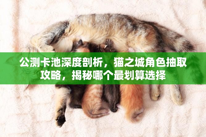 公測卡池深度剖析，貓之城角色抽取攻略，揭秘哪個(gè)最劃算選擇