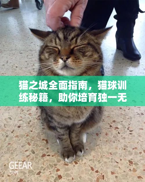 貓之城全面指南，貓球訓(xùn)練秘籍，助你培育獨(dú)一無二的專屬萌寵