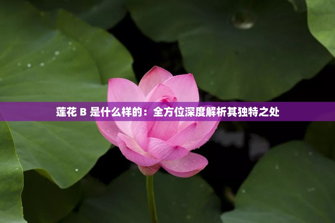 蓮花 B 是什么樣的：全方位深度解析其獨特之處