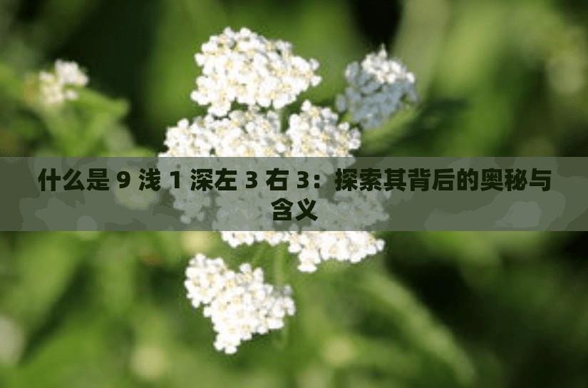 什么是 9 淺 1 深左 3 右 3：探索其背后的奧秘與含義