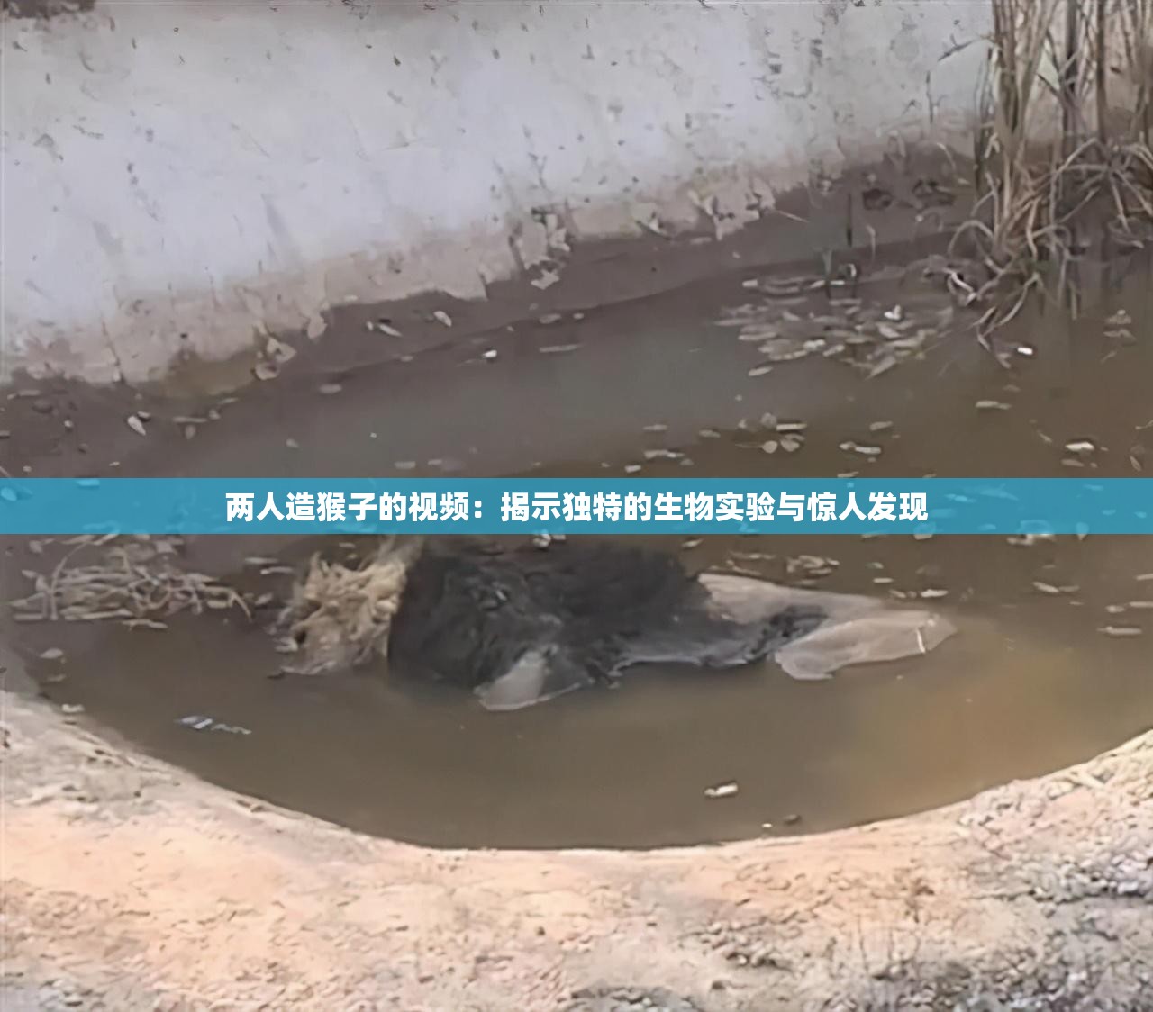 兩人造猴子的視頻：揭示獨特的生物實驗與驚人發(fā)現(xiàn)