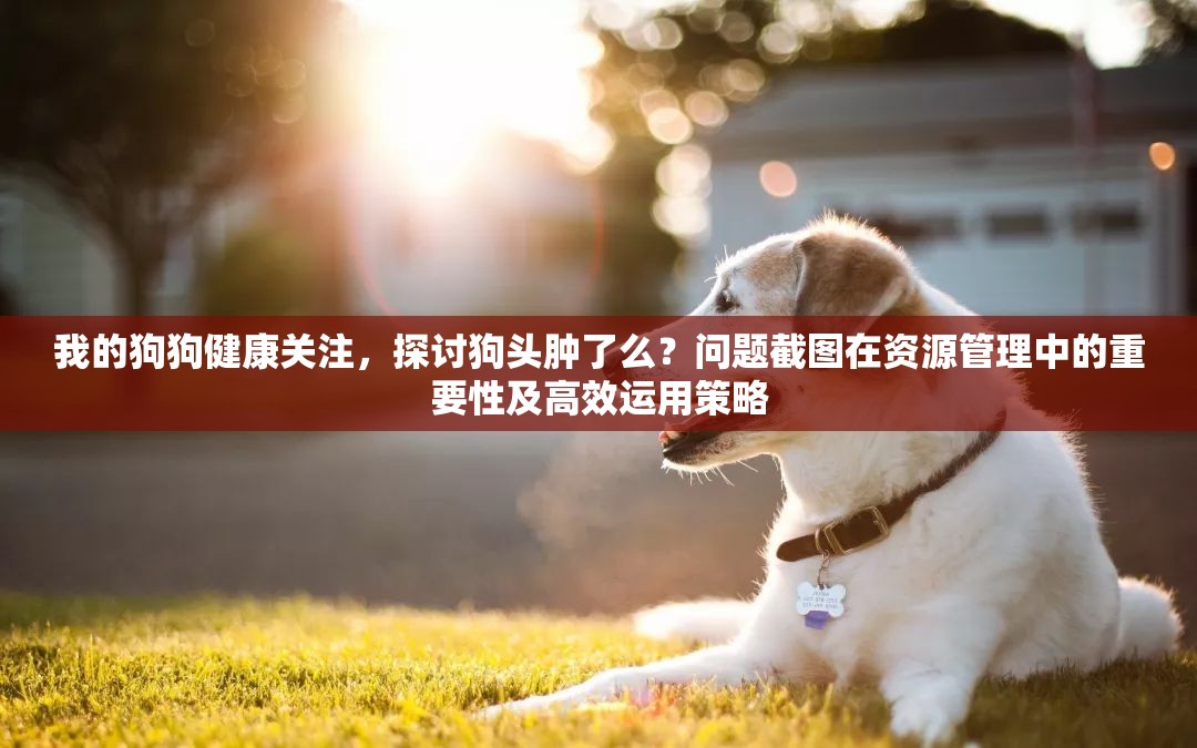 我的狗狗健康關(guān)注，探討狗頭腫了么？問題截圖在資源管理中的重要性及高效運(yùn)用策略