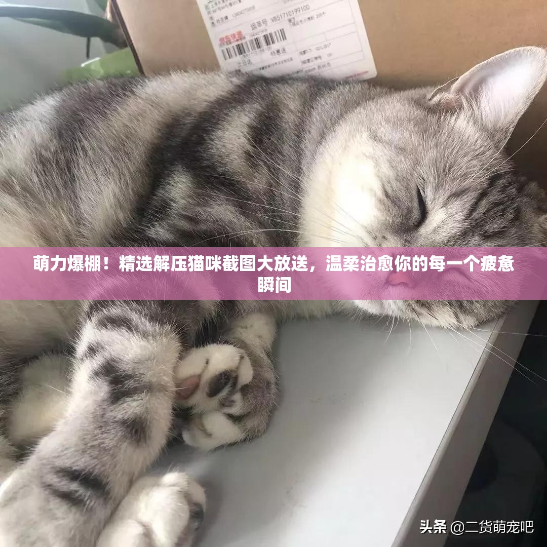 萌力爆棚！精選解壓貓咪截圖大放送，溫柔治愈你的每一個(gè)疲憊瞬間