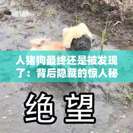 人豬狗最終還是被發(fā)現(xiàn)了：背后隱藏的驚人秘密
