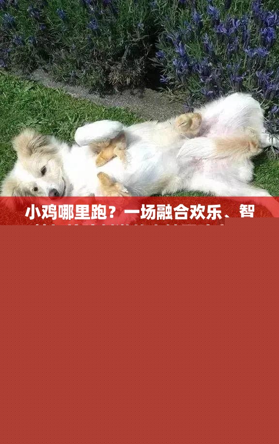 小雞哪里跑？一場(chǎng)融合歡樂(lè)、智慧與驚險(xiǎn)刺激的奇妙冒險(xiǎn)之旅