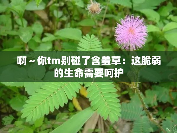 啊～你tm別碰了含羞草：這脆弱的生命需要呵護(hù)