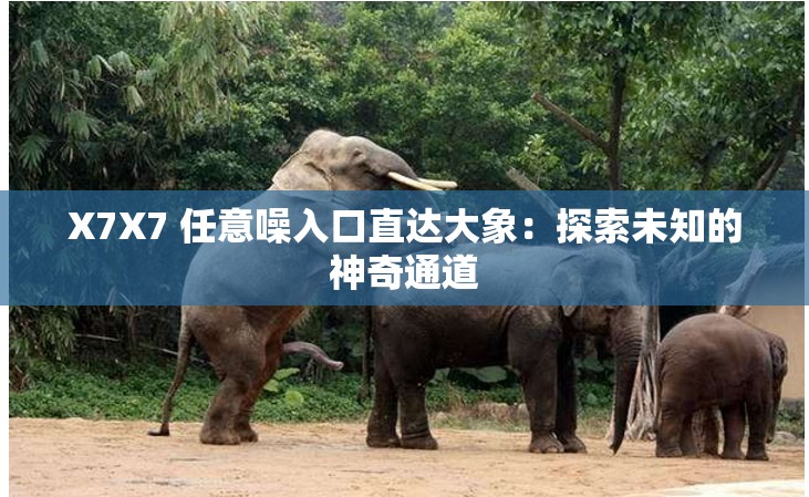 X7X7 任意噪入口直達大象：探索未知的神奇通道