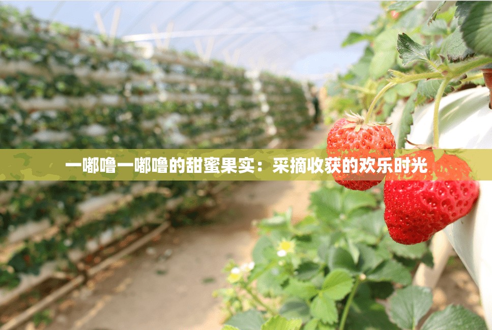 一嘟嚕一嘟嚕的甜蜜果實(shí)：采摘收獲的歡樂(lè)時(shí)光