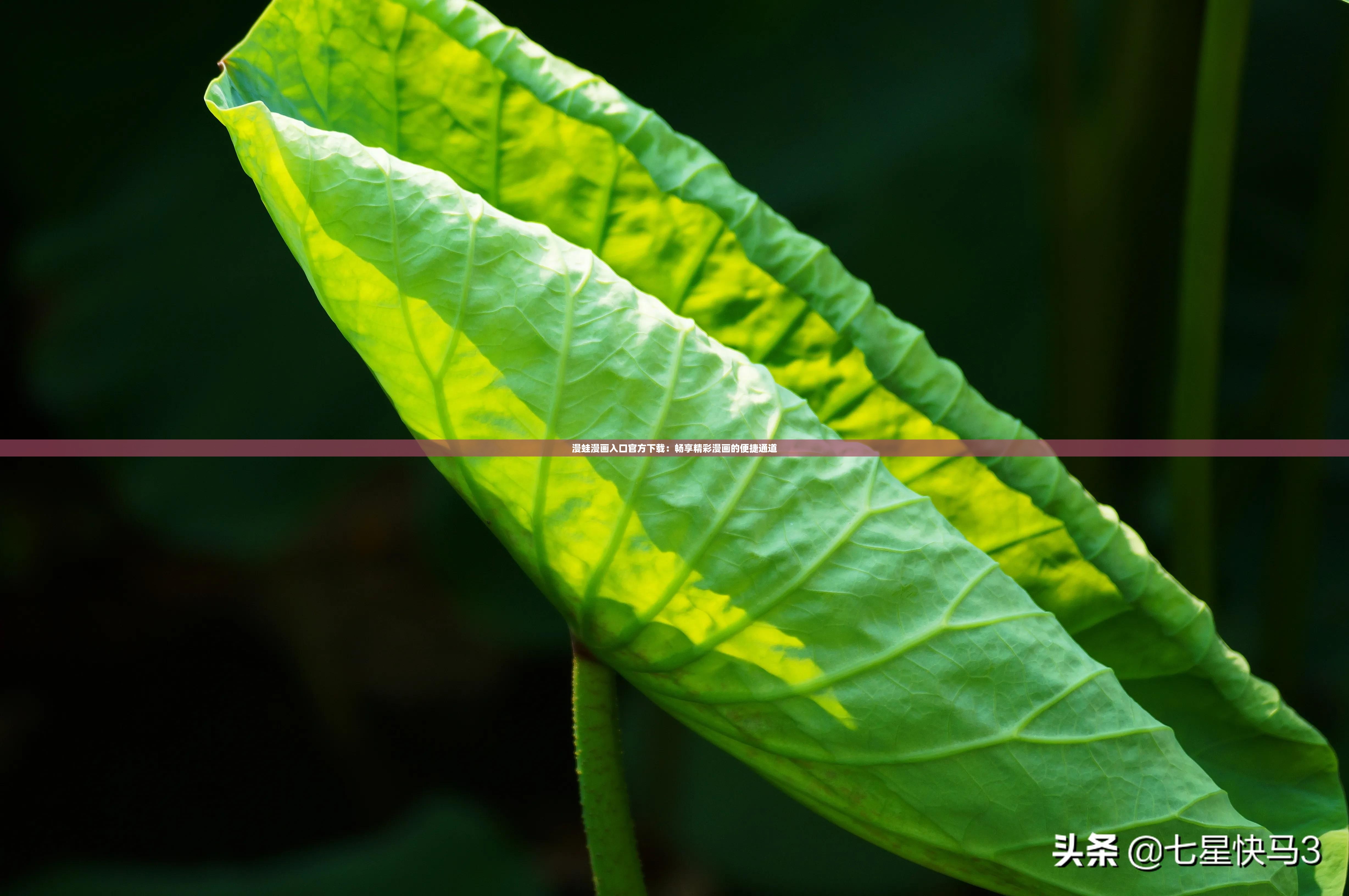 漫蛙漫畫入口官方下載：暢享精彩漫畫的便捷通道