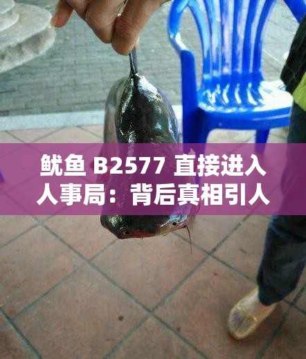 魷魚 B2577 直接進(jìn)入人事局：背后真相引人深思