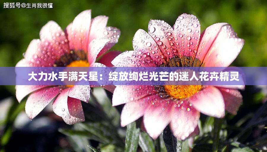大力水手滿天星：綻放絢爛光芒的迷人花卉精靈