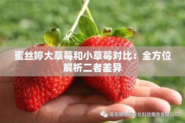 蜜絲婷大草莓和小草莓對(duì)比：全方位解析二者差異