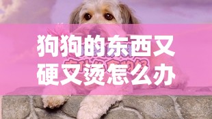 狗狗的東西又硬又燙怎么辦：探尋背后的原因與解決辦法