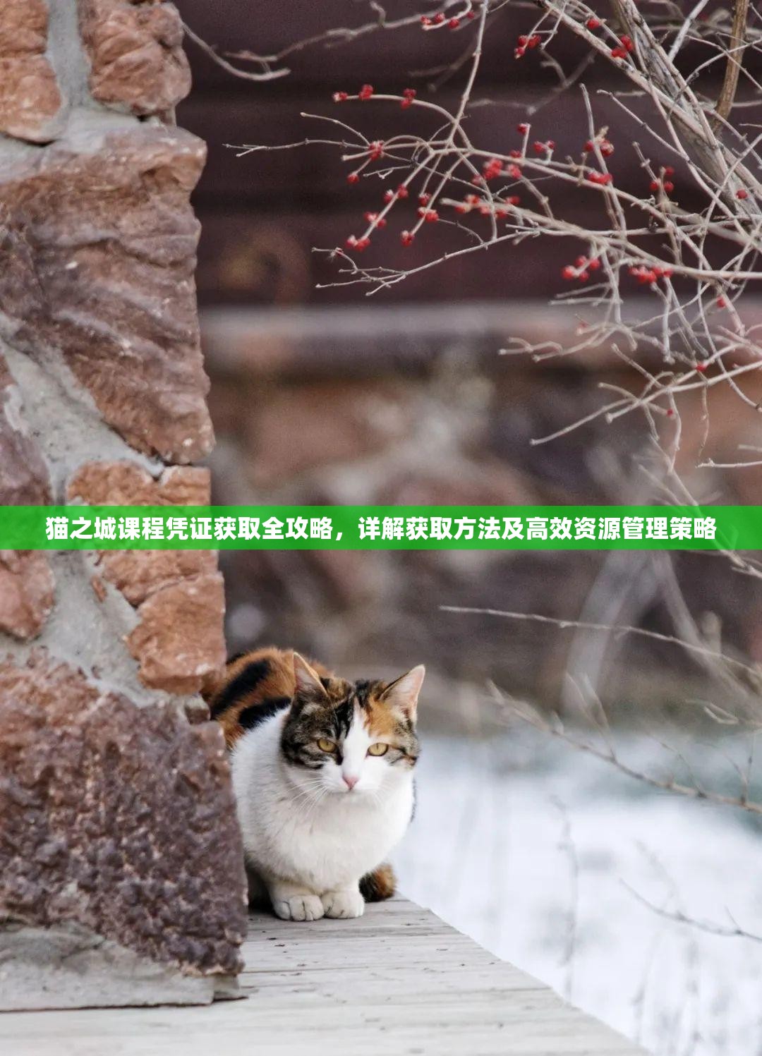 貓之城課程憑證獲取全攻略，詳解獲取方法及高效資源管理策略