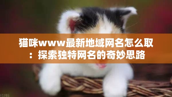 貓咪www最新地域網(wǎng)名怎么取：探索獨特網(wǎng)名的奇妙思路