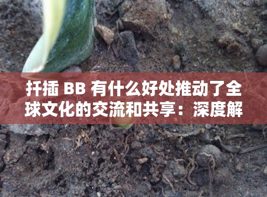 扦插 BB 有什么好處推動了全球文化的交流和共享：深度解析其重要意義和價(jià)值