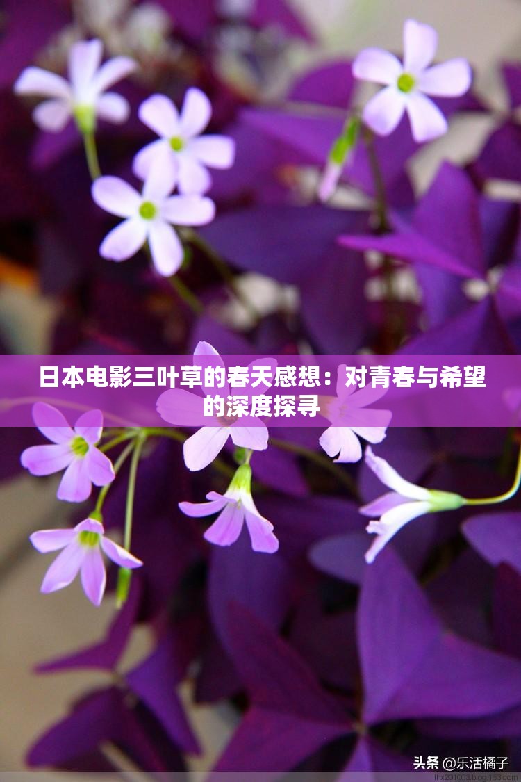 日本電影三葉草的春天感想：對青春與希望的深度探尋