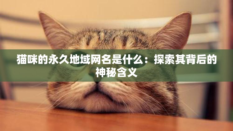 貓咪的永久地域網(wǎng)名是什么：探索其背后的神秘含義