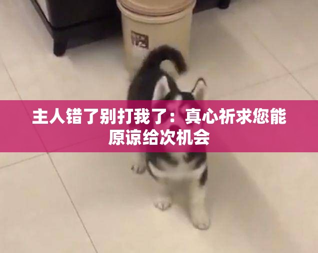 主人錯(cuò)了別打我了：真心祈求您能原諒給次機(jī)會(huì)