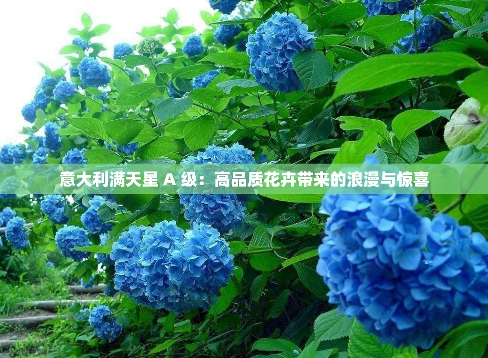 意大利滿天星 A 級(jí)：高品質(zhì)花卉帶來(lái)的浪漫與驚喜