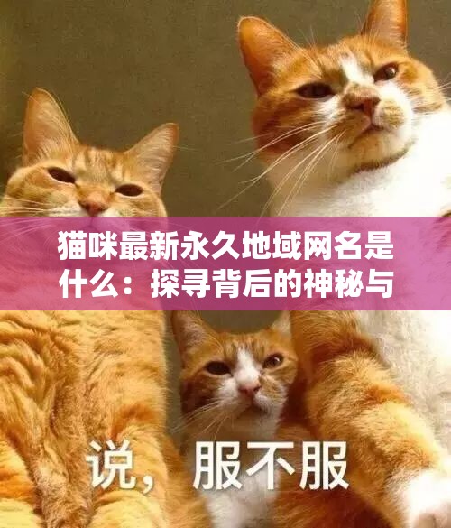 貓咪最新永久地域網(wǎng)名是什么：探尋背后的神秘與意義