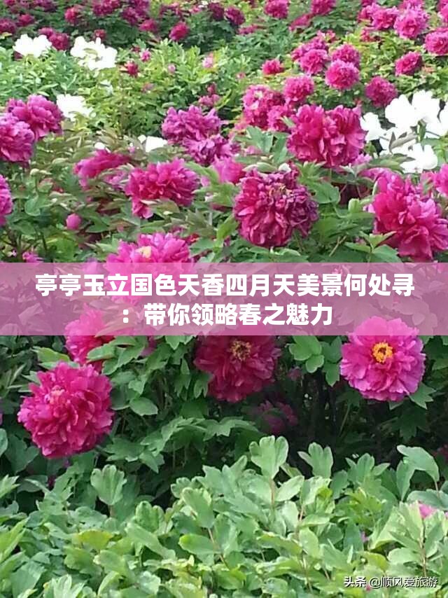 亭亭玉立國色天香四月天美景何處尋：帶你領略春之魅力