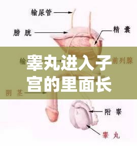 睪丸進(jìn)入子宮的里面長肉粒正常嗎：專業(yè)醫(yī)生解析