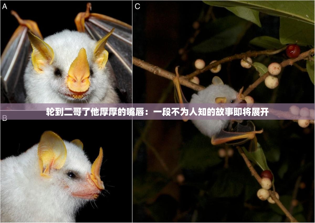 輪到二哥了他厚厚的嘴唇：一段不為人知的故事即將展開(kāi)