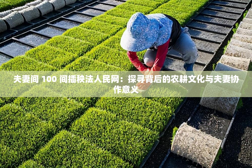 夫妻間 100 間插秧法人民網(wǎng)：探尋背后的農(nóng)耕文化與夫妻協(xié)作意義