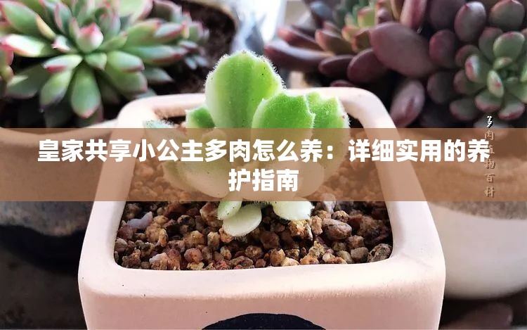 皇家共享小公主多肉怎么養(yǎng)：詳細(xì)實(shí)用的養(yǎng)護(hù)指南