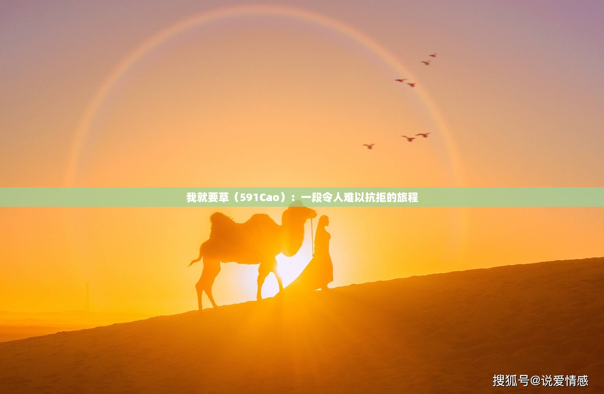我就要草（591Cao）：一段令人難以抗拒的旅程