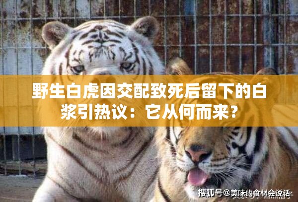 野生白虎因交配致死后留下的白漿引熱議：它從何而來？
