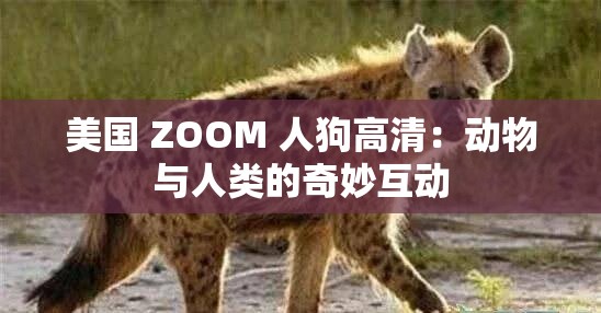 美國(guó) ZOOM 人狗高清：動(dòng)物與人類的奇妙互動(dòng)