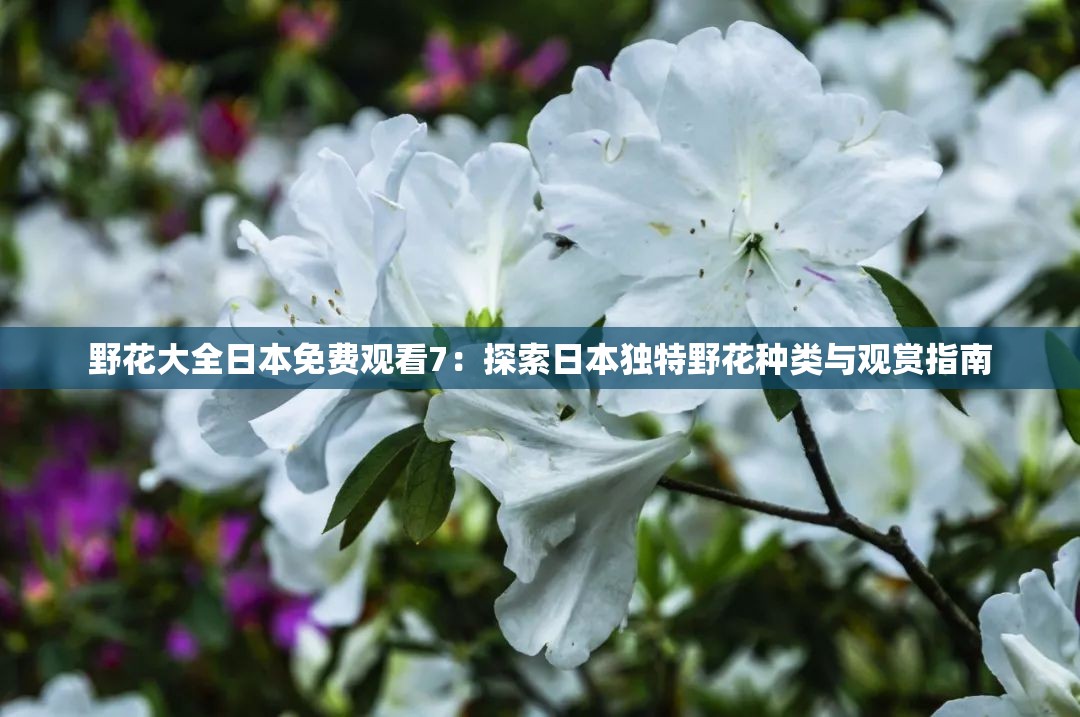 野花大全日本免費(fèi)觀看7：探索日本獨(dú)特野花種類與觀賞指南