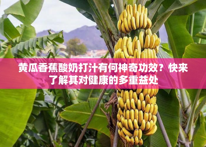 黃瓜香蕉酸奶打汁有何神奇功效？快來了解其對健康的多重益處