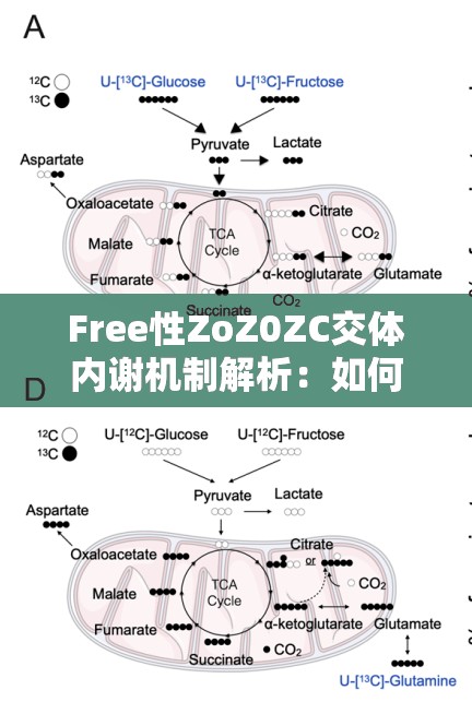 Free性ZoZ0ZC交體內(nèi)謝機制解析：如何通過自然方式提升身體代謝效率？