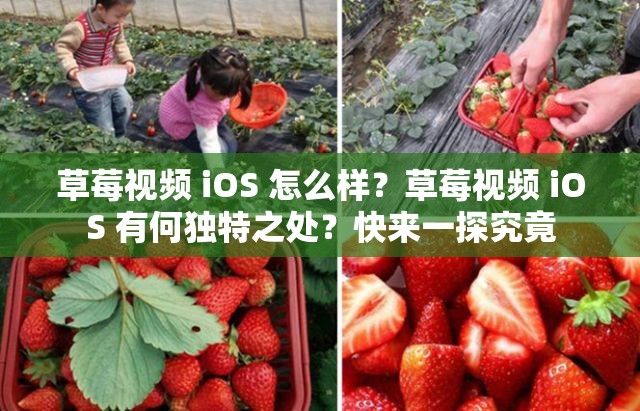 草莓視頻 iOS 怎么樣？草莓視頻 iOS 有何獨(dú)特之處？快來一探究竟
