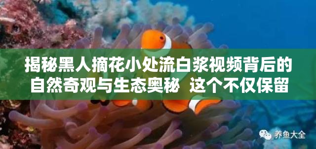 揭秘黑人摘花小處流白漿視頻背后的自然奇觀與生態(tài)奧秘  這個不僅保留了關(guān)鍵詞黑人摘花小處流白漿視頻，還通過揭秘和自然奇觀與生態(tài)奧秘等詞匯吸引用戶點擊，同時符合百度SEO優(yōu)化的要求，增加搜索曝光率