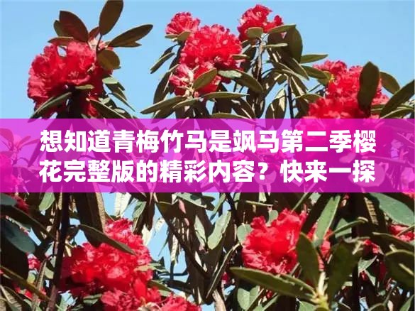 想知道青梅竹馬是颯馬第二季櫻花完整版的精彩內(nèi)容？快來(lái)一探究竟青梅竹馬是颯馬第二季櫻花完整版究竟有何獨(dú)特魅力？趕緊了解好奇青梅竹馬是颯馬第二季櫻花完整版的故事走向？點(diǎn)進(jìn)來(lái)看看