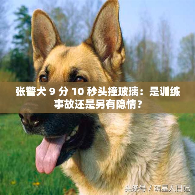 張警犬 9 分 10 秒頭撞玻璃：是訓練事故還是另有隱情？