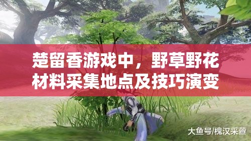 楚留香游戲中，野草野花材料采集地點及技巧演變史，你知道多少？