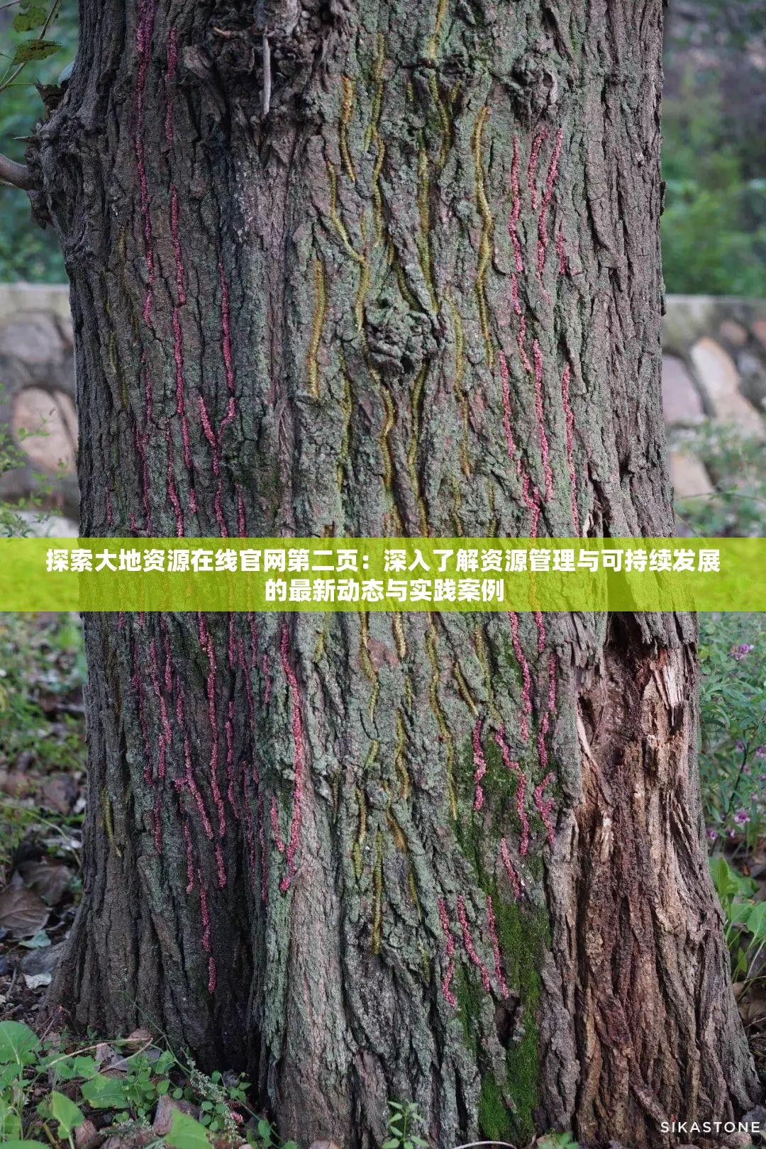 探索大地資源在線官網(wǎng)第二頁：深入了解資源管理與可持續(xù)發(fā)展的最新動態(tài)與實(shí)踐案例