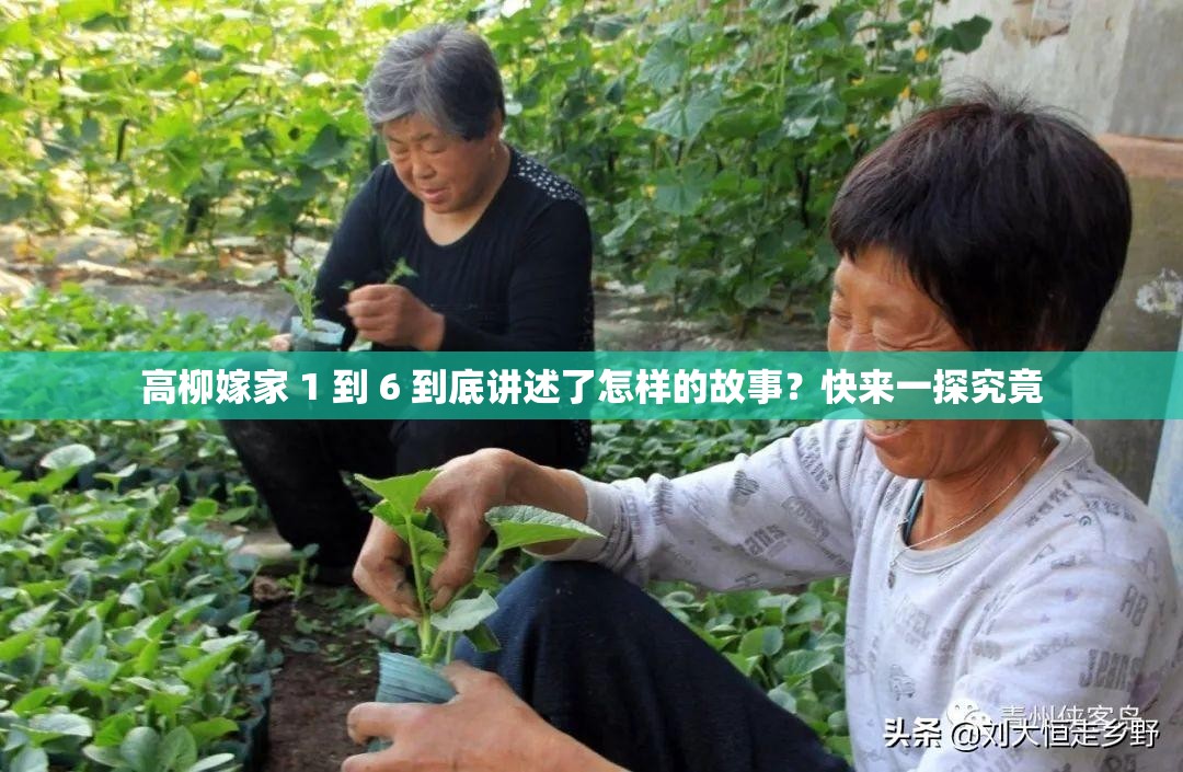高柳嫁家 1 到 6 到底講述了怎樣的故事？快來一探究竟