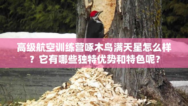 高級(jí)航空訓(xùn)練營(yíng)啄木鳥滿天星怎么樣？它有哪些獨(dú)特優(yōu)勢(shì)和特色呢？